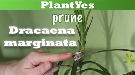 🐉 How To Prune Dracaena Marginata 🌲 Propagate Plants Youtube