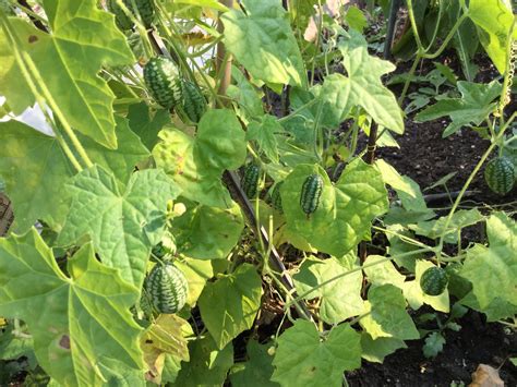 Backyard Garden Cucamelons Crunchy Treats