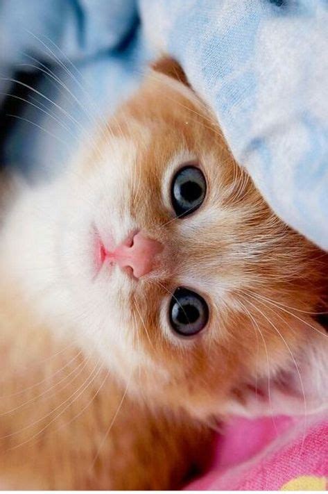 45 Fotos Bonitas De Gatos Lindos E Fofos Gatos Adultos E Filhotes