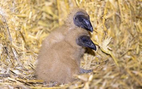 Black Vulture Nesting Habits - Avian Report