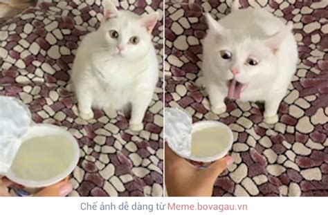 Phân Tích Hiện Tượng Meme Mèo ọe Trong Cộng đồng Mạng