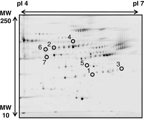 2d Dige Image Of Fluorescent Labeled Proteins Proteins From The Plasma Download Scientific