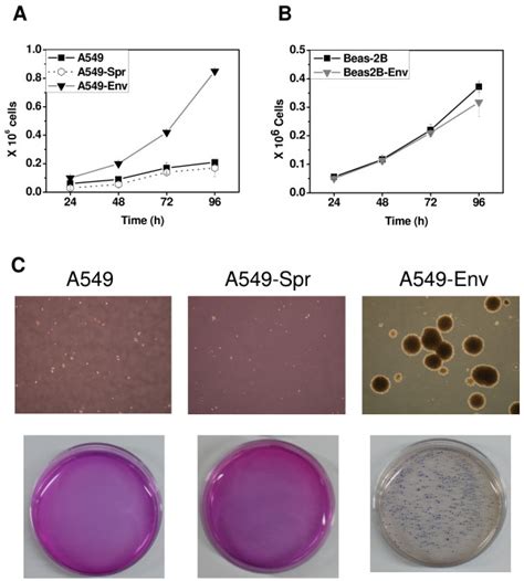 JSRV Env Induces Proliferation And Colony Formation In A549 Env Cells