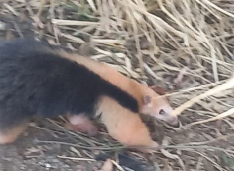 Tamandu Mirim Capturado No Quintal De Resid Ncia Em Lafaiete