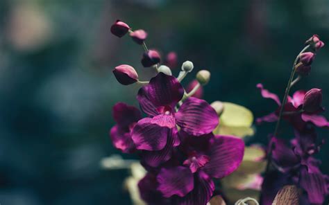 «pea» HD wallpapers