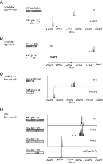 Elevated N Linked Glycosylation Of Igg V Regions In Myasthenia Gravis