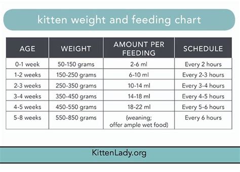 A Comprehensive Guide To Neonatal Kitten Feeding Chart