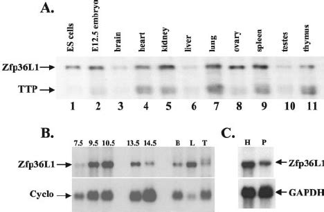 Tissue Distribution And Developmental Expression Of Zfp36L1 MRNA A