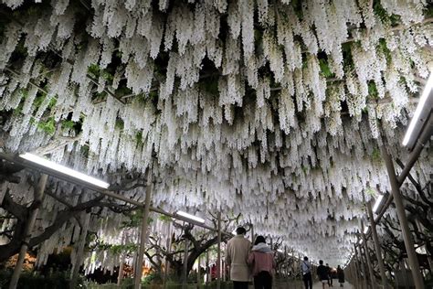 Ashikaga Flower Park | Flowers & Illuminations | Kyuhoshi