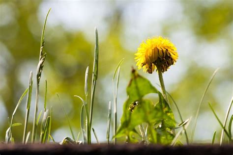 Common Noxious Weeds in New Zealand | Crewcut Lawn & Garden