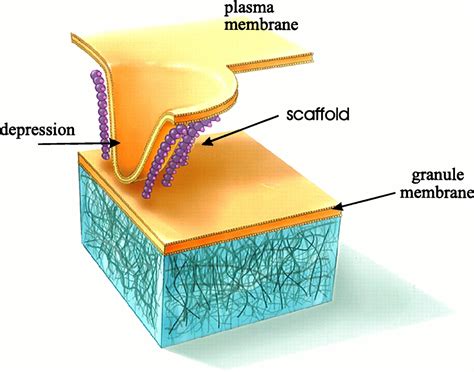 Cellular And Molecular Mechanics By Atomic Force Microscopy Capturing