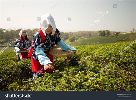 Japanese Tea Harvest Photos And Images