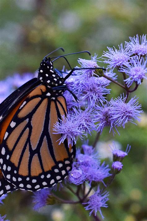 Buy Hardy Ageratum Blue Mistflower Free Shipping Wilson Bros