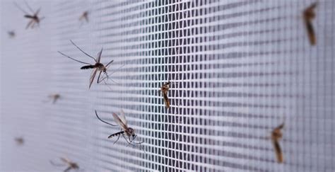 How To Protect Yourself From Mosquitoes In Pennsylvania This Summer