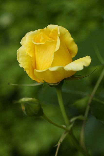 Yellow Rose Beautiful Rose Flowers Beautiful Flowers Beautiful Roses