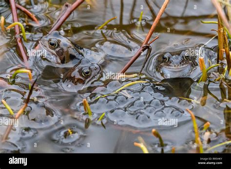 Common Frogs Rana Temporaria And Frogspawn In A Pond Dumfries