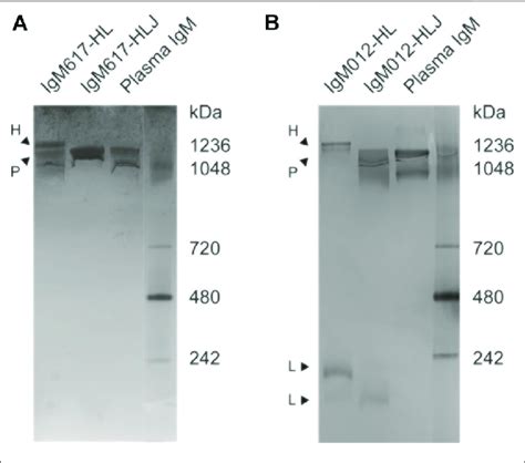 Semi Native Polyacrylamide Gel Electrophoresis Page Analysis Of Download Scientific Diagram