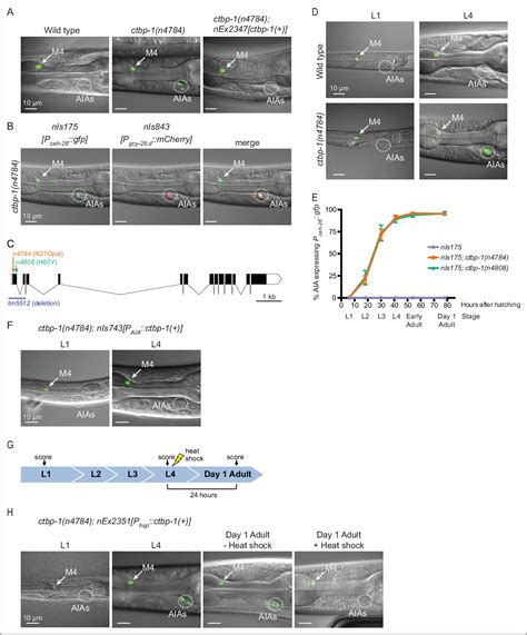 Figure From The Transcriptional Corepressor Ctbp Acts With The Sox