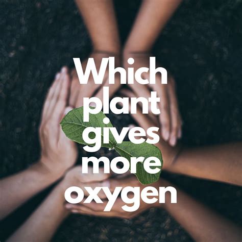 Which Plant Gives More Oxygen, And Why?