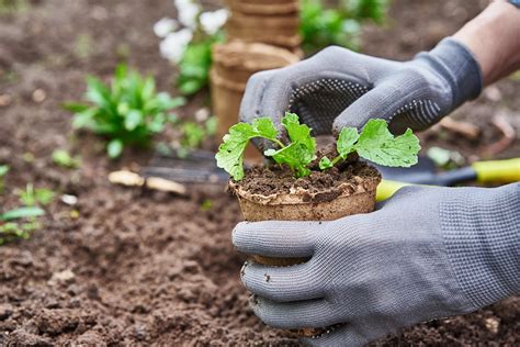 Jardinage Et Potager Que Planter En Avril Biodivine Eu