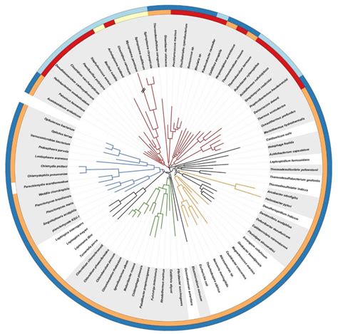 Phylogenomic Tree Of The Bacterial Domain Based On A Supermatrix