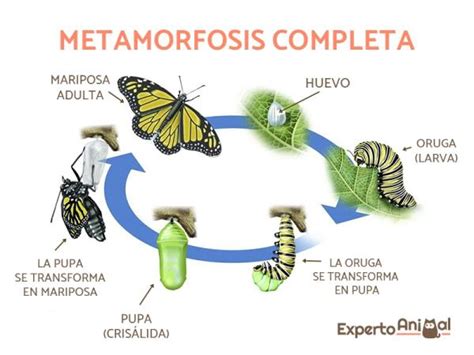 ¿cómo Nacen Las Mariposas Ciclo De Vida Reproducción Y Más