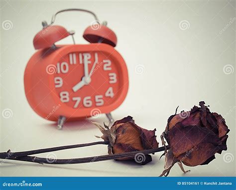 Rose Roja Marchitada Tiempo De La Flor Y Del Reloj De La Muerte Imagen