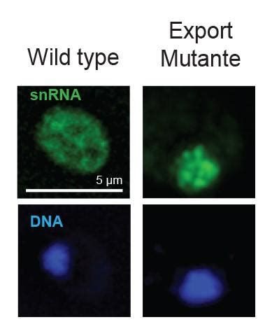 How the cell protects itself