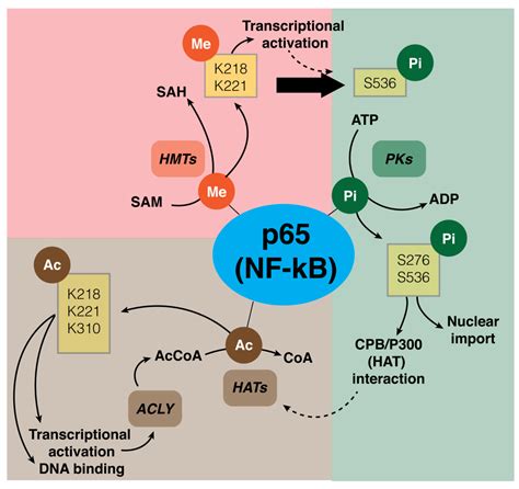 Biology Free Full Text New Insights Into Nf κb Signaling In Innate