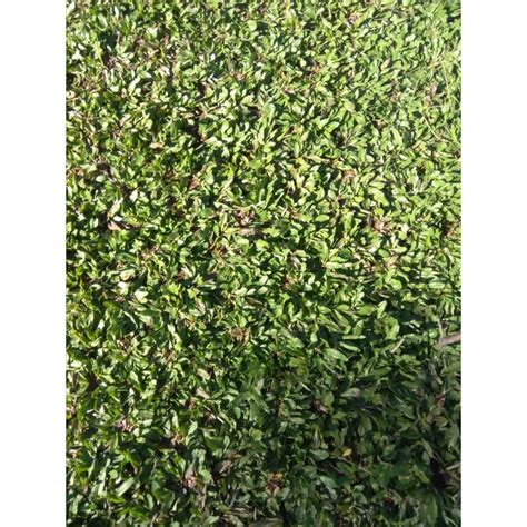 Jual Termurah Rumput Gajah Mini Permeter Shopee Indonesia