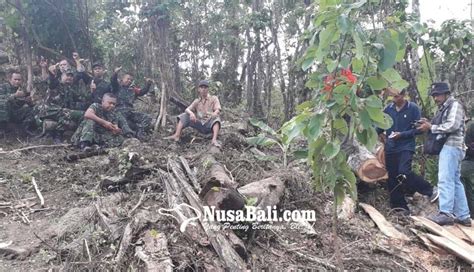 Tni Bongkar Konspirasi Illegal Logging Di Buleleng