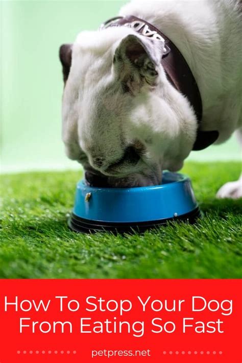 Feeding Frenzy How To Stop Your Dog Eating So Fast