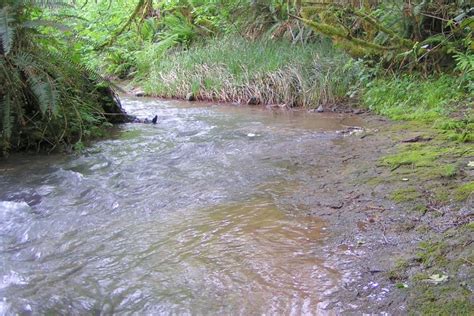 Create and restore spawning habitat – State of Salmon