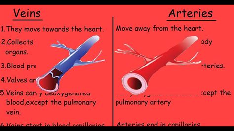 Arteries Vs Veins Quick Differences And Comparison Youtube