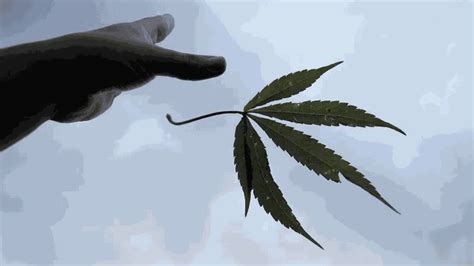 Otra potencia mundial legalizó la compra y cultivo de cannabis para