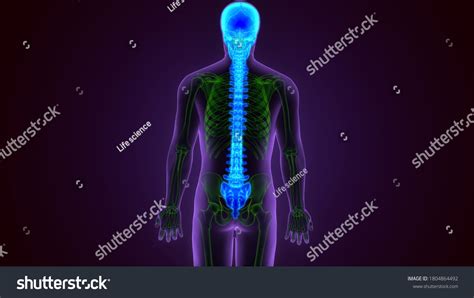 D Illustration Skull Spinal Cord Anatomy Stock Illustration