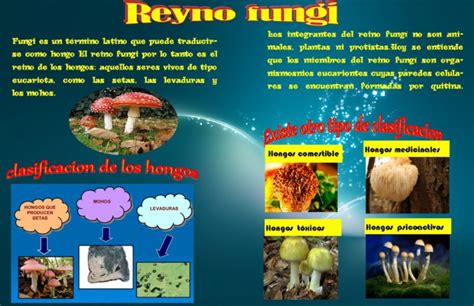 Reino Fungi Pdf Pdf