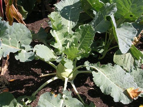 How To Grow Kohlrabi Growing And Caring For Kohlrabi