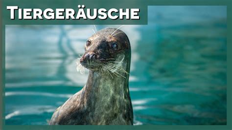 Tierger Usche Seel We Youtube