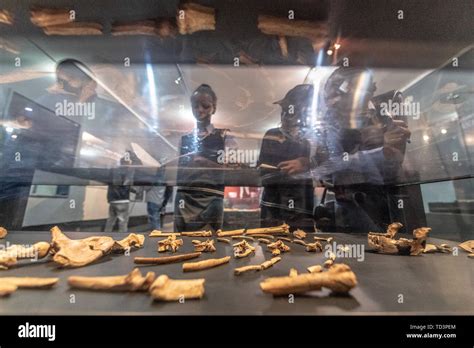 Lucy australopithecus skeleton ethiopia hi-res stock photography and ...