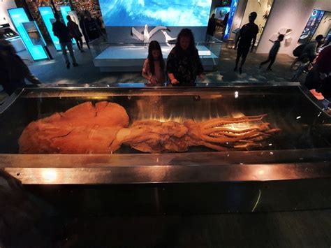 What To See At Te Papa These 5 Displays Chur New Zealand