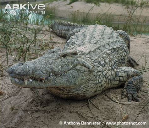 Nile Crocodile | Animals Wiki | Fandom