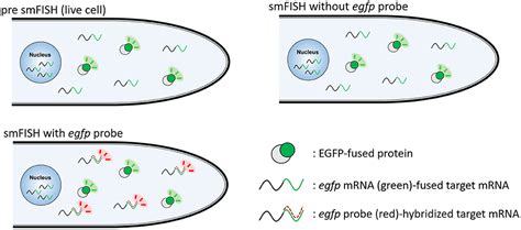 Frontiers Correlative Localization Analysis Between Mrna And Enhanced