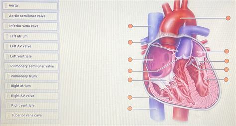 Solved AortaAortic semilunar valveInferior vena cavaLeft | Chegg.com