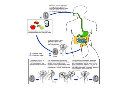 Parasitologia Giardia Lamblia