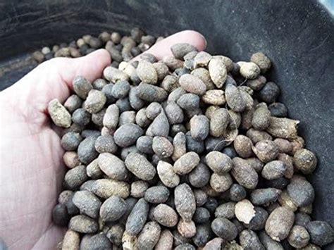 Dried Goat Dung Manure For Flowering Plants Fruits Vegetables