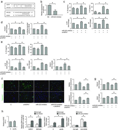 Hspa Promotes Inflammatory Changes In Hasmcs By Sponging Mir A