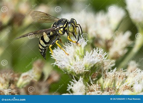 Four Banded Stink Bug Wasp Bicyrtes Quadrifasciatus Stock Image Image Of Canadian Outside