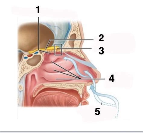 A P 2 Lab Quiz 3 Special Senses Olfaction And Taste Flashcards