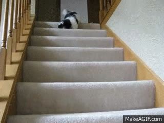 Dog Falling Down the Stairs on Make a GIF